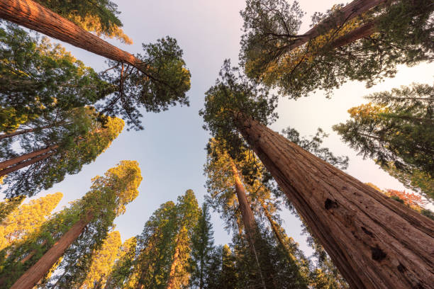 istock Giant sequoia trees in Sequoia National Park, California 966958636