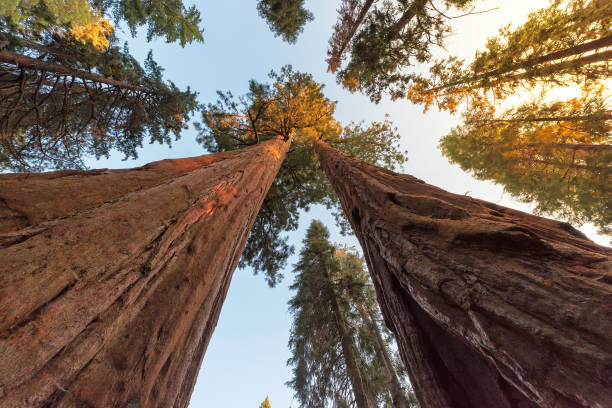 istock Giant sequoia trees in Sequoia National Park, California 966958826