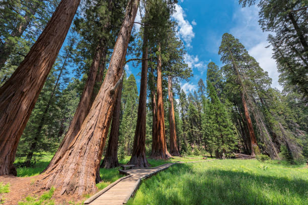 istock Giant sequoia trees in Sequoia National Park, California 966959006