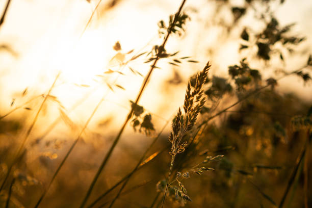 istock Grass in an open field touched by the warm summer light 966959270
