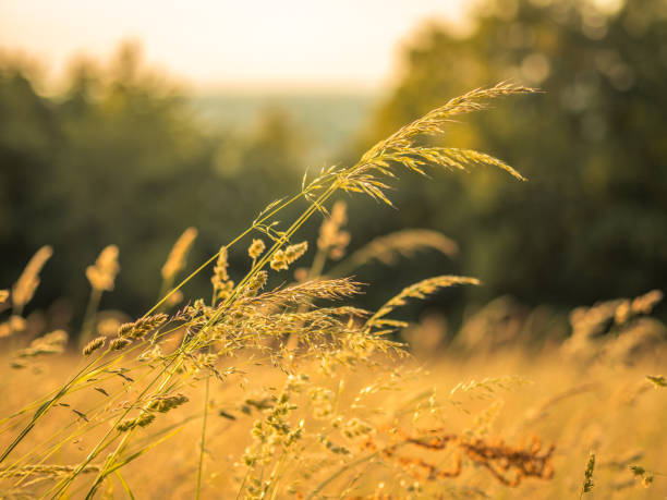 istock Grass in an open field touched by the warm summer light 966959604
