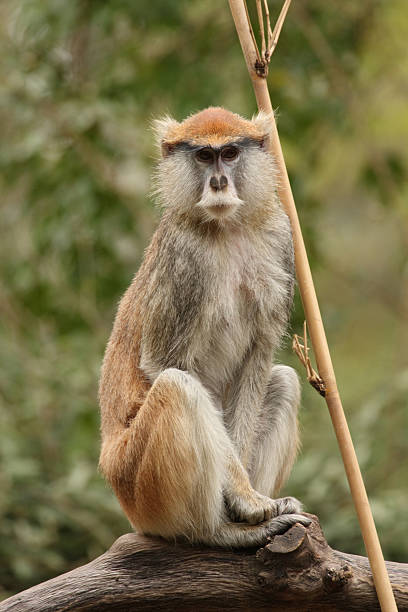 Patas Monkey keeps a watchful eye (Erythrocebus-patas) stock photo