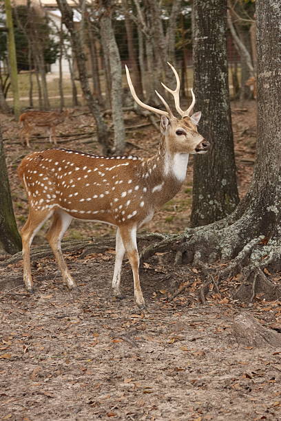 Spotted Deer Stag (Chital) stock photo