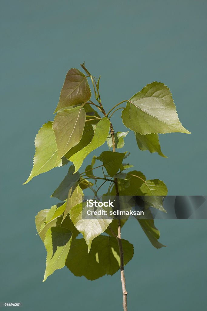 poplar folhas - Foto de stock de Azul Turquesa royalty-free