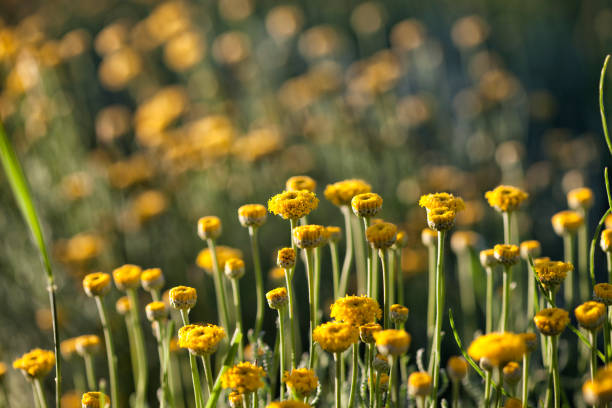 istock yellow flowers in the branch 966967582