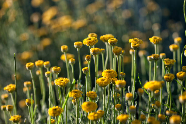 istock yellow flowers in the branch 966967644