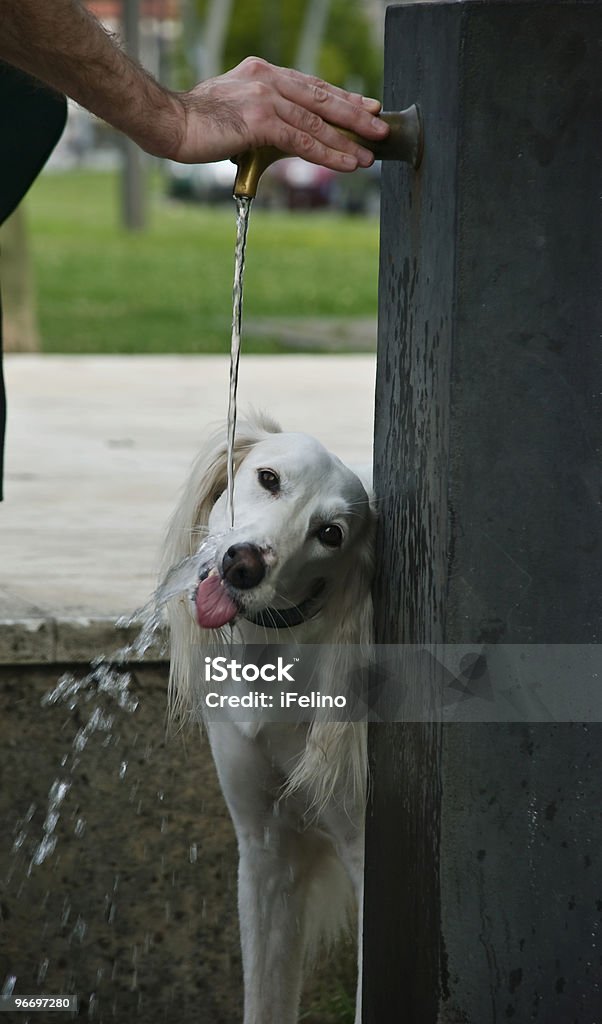 Refrescándose-refrescante - Foto de stock de Animal libre de derechos