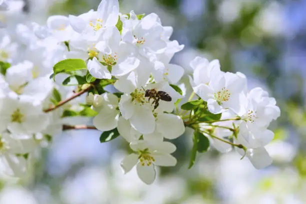 Sunlight on branch with appleblossom on appletree in spring, macro with bee
