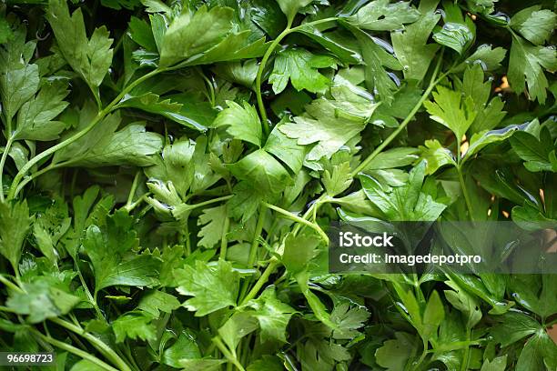Perejil Foto de stock y más banco de imágenes de Agricultura - Agricultura, Alimento, Color - Tipo de imagen