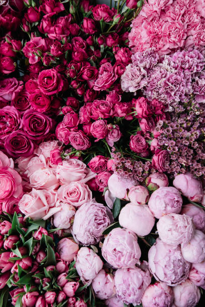 beautiful fresh blossoming flowers texture at the florist shop in ombre color from magenta pink to pastel pink: ranunculus, peonies, roses, tulips, carnations, top view, flat lay - flower head bouquet built structure carnation imagens e fotografias de stock