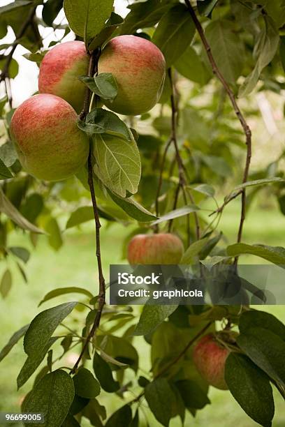 Jabłka W Orchard - zdjęcia stockowe i więcej obrazów Czerwony - Czerwony, Drzewo, Fotografika