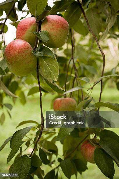 Foto de Pomar De Maçãs Em e mais fotos de stock de Agricultura - Agricultura, Alimento básico, Colher - Atividade agrícola