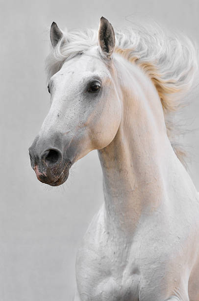 istock white horse stallion isolated on the gray background 96700342