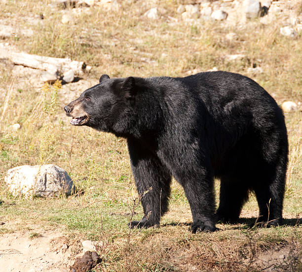 istock Black bear standing alone in grassy area 96700359