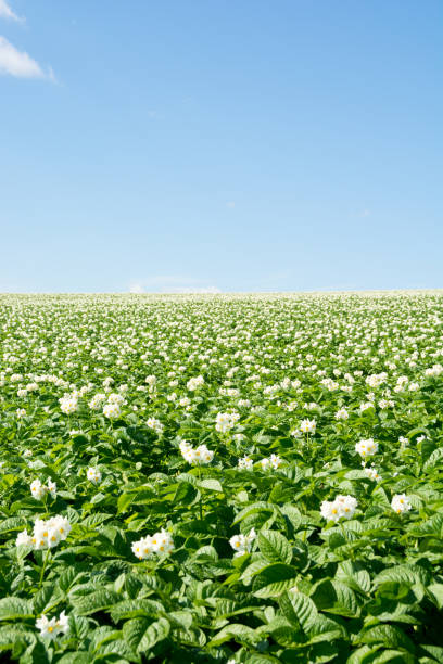 istock Potato field with white flowers 967003604