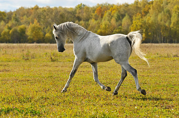istock white horse run trot on the meadow 96700362
