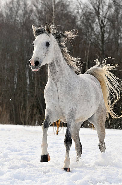 istock Beautiful arabian mare run gallop on the snow 96700379