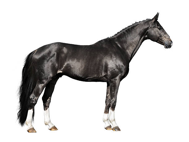 istock black horse isoalated on white 96700419
