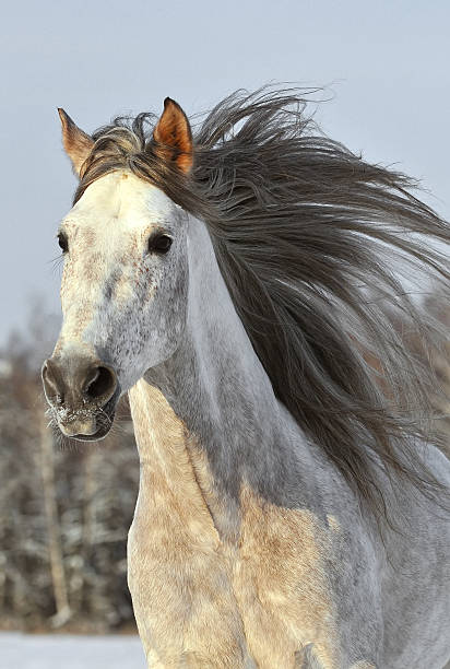 istock white horse run gallop in winter 96700505