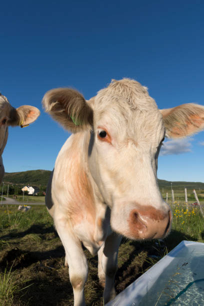 istock honey colored cows grazing in Haugesund 967006048