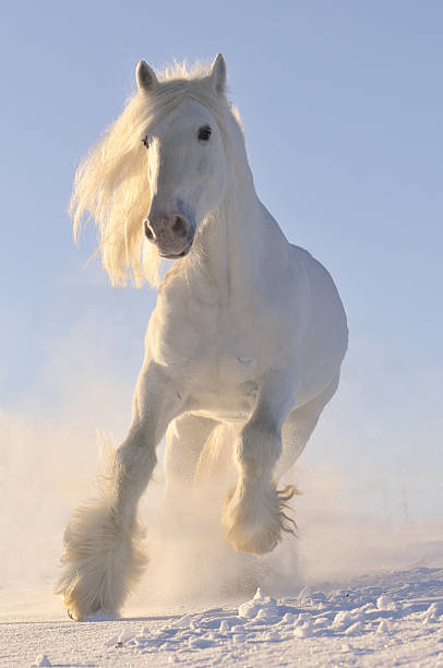 istock white horse run gallop in winter 96700623