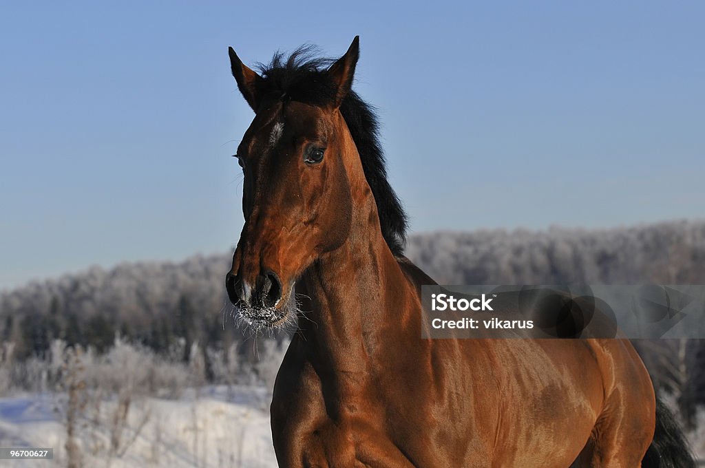 Bucht Pferd Laufen Galopp im winter - Lizenzfrei Agrarbetrieb Stock-Foto