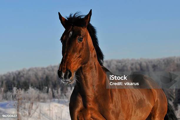 Bucht Pferd Laufen Galopp Im Winter Stockfoto und mehr Bilder von Agrarbetrieb - Agrarbetrieb, Braun, Brauner