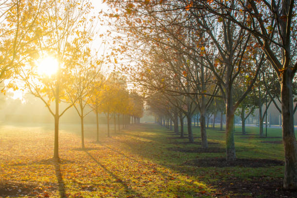istock Sun light shining through the morning mist 967006614