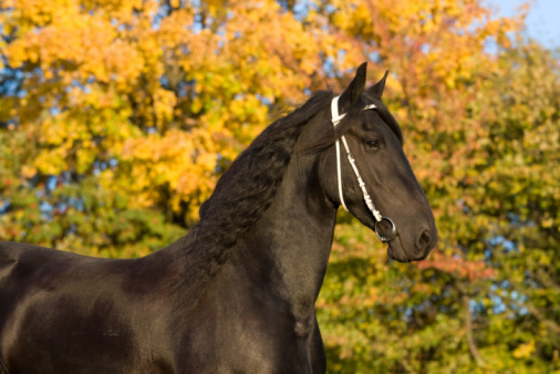 Brown Horse Enjoy in the Spring Green Grass