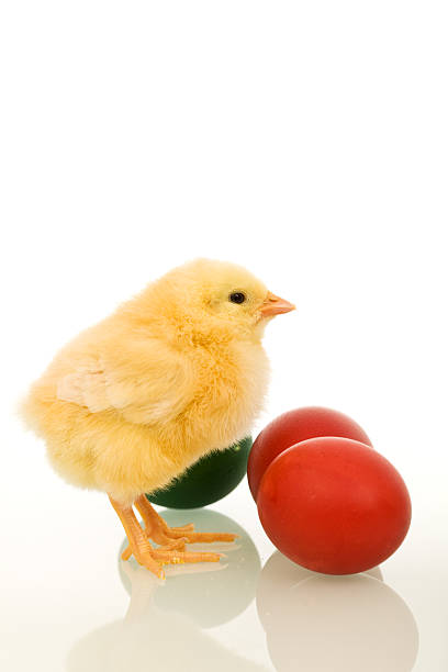 istock Easter baby chicken with colorful eggs 96701214
