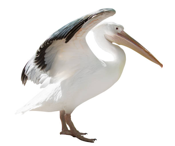 istock large pelican with open wings isolated on white 967013430