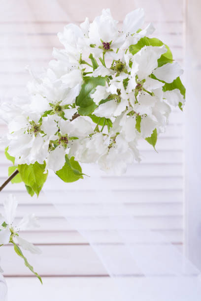 istock Blooming Apple tree branch on light background of blinds and transparent curtains. 967021196
