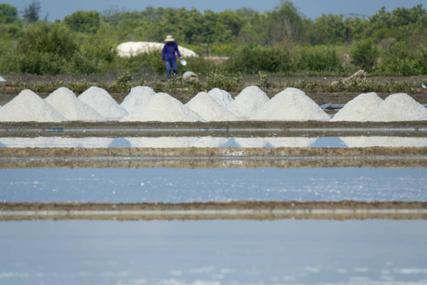 istock The white salt field on a sunny day 967021396