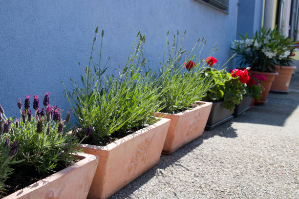istock Flowers near house 967021774