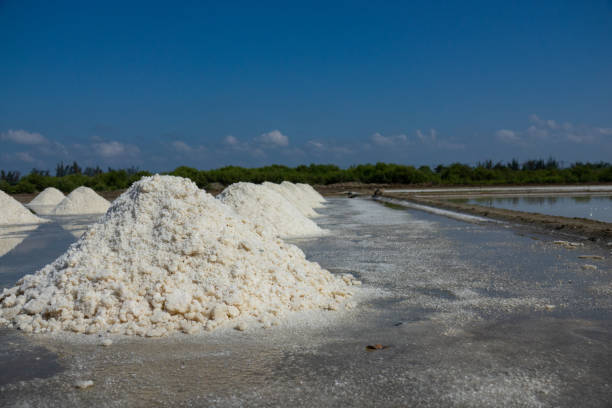 istock The white salt field on a sunny day 967022074