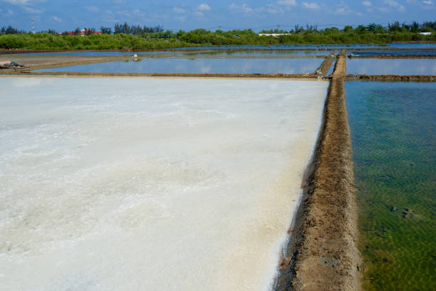 The white salt field on a sunny day. Royalty high-quality free stock footage of white salt field in a beach village. Salt is an important food for people
