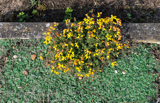 A grave in a cemetery in Surrey, England, supports this pretty yellow birdsfoot trefoil flower (Lotus corniculatus). Flowers of this species commonly cluster together.