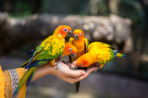 colorful birds in the cage