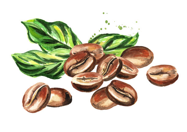 ilustrações de stock, clip art, desenhos animados e ícones de coffee beans with green leaves composition. watercolor hand drawn illustration  isolated on white background - mocha