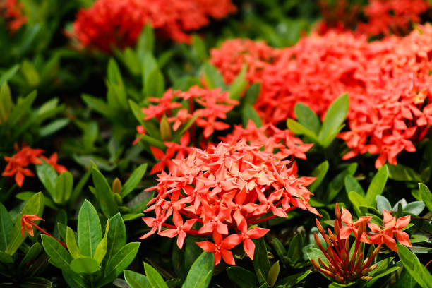 istock Red Ixora Flowering Plant 967031528
