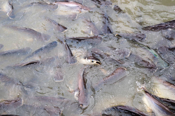 istock Sutchi catfish in Thai Temple 967031656