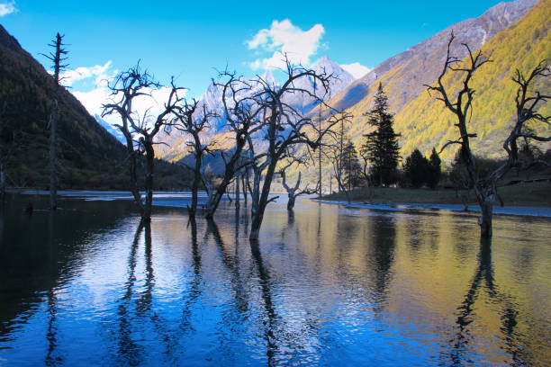 istock Trees in the middle of a lake 967034704