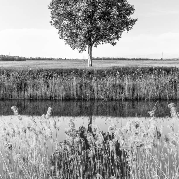 istock Green tree in the field by river. 967039528