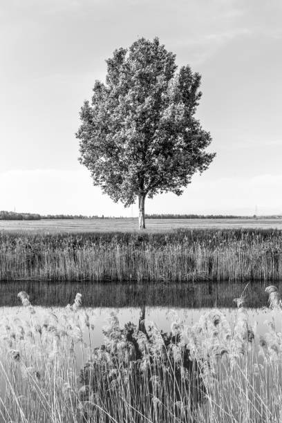 istock Green tree in the field by river. 967039658