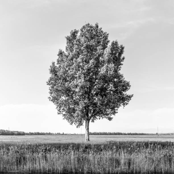Green tree in the field by river.