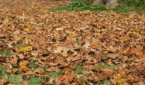 Dried leaves stock photo