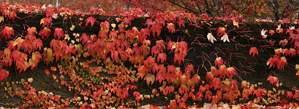 Red Maples stock photo