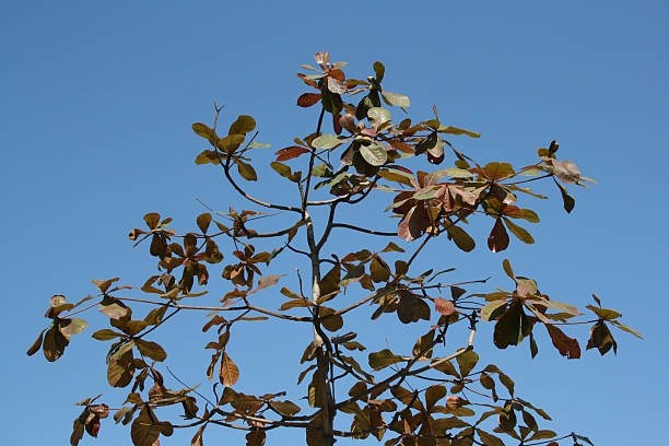 Big Leaf Tree stock photo