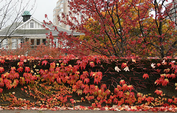Autumn view stock photo