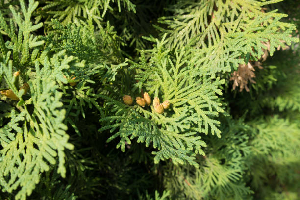 thuja occidentalis의 씨앗 콘의 그룹 - eastern arborvitae 뉴스 사진 이미지